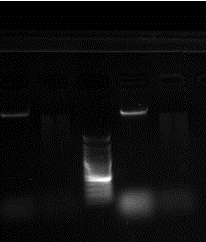 File:Cropped pic 1 copy with label - Copy.jpg