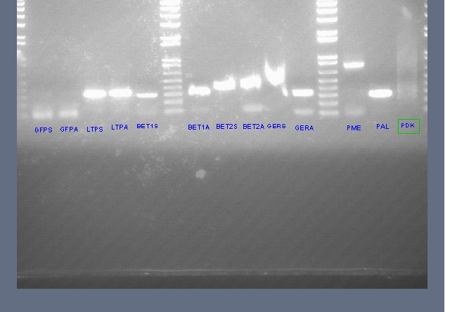 File:Genomic dna pcr 2.jpg