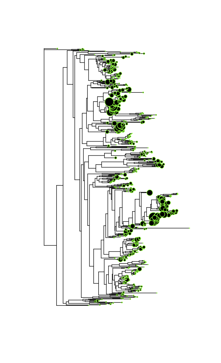 Phylogenetic variation in genomic SSU rRNA copy number