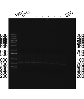 File:2015-03-20 PCR products.png