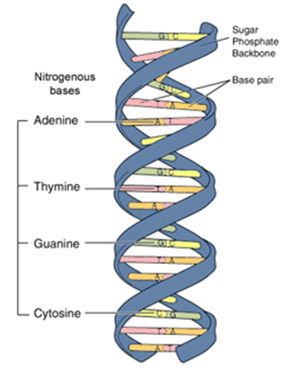 File:150121lms-DNA sturcture.png