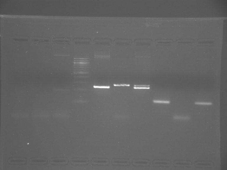 File:S13-M1D7-WF-Gel1-dim.jpg