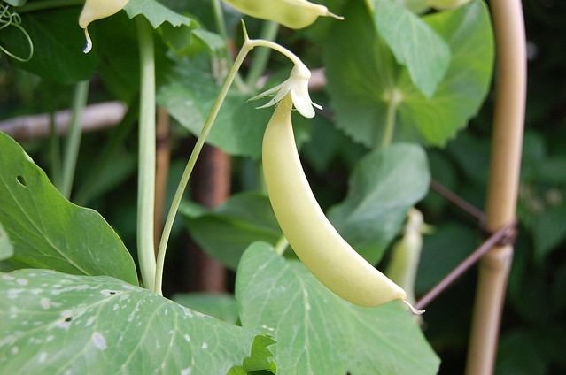 File:4340573775 27111f02bc z.jpg