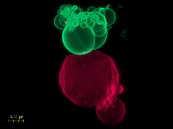 File:BM12 nanosaurs 400x deconV1 final.gif