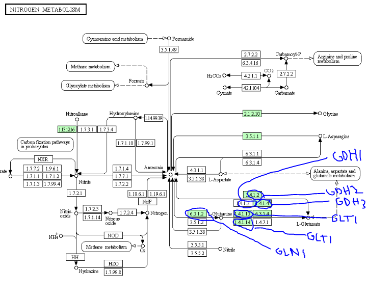 nitrogen metabolism pathway from KEGG