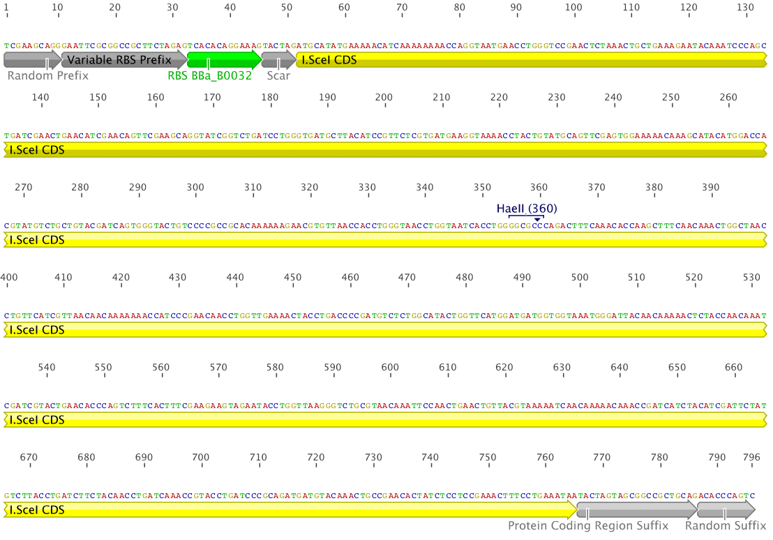 Figure 4 : RBS_ISceI Complete Construct