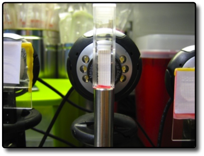 File:AM Tobacco Seeds-Cuvette.jpg