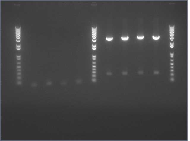 File:Val dig NOSt dig cofirm.jpg