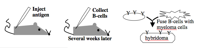 generating monoclonal antibodies