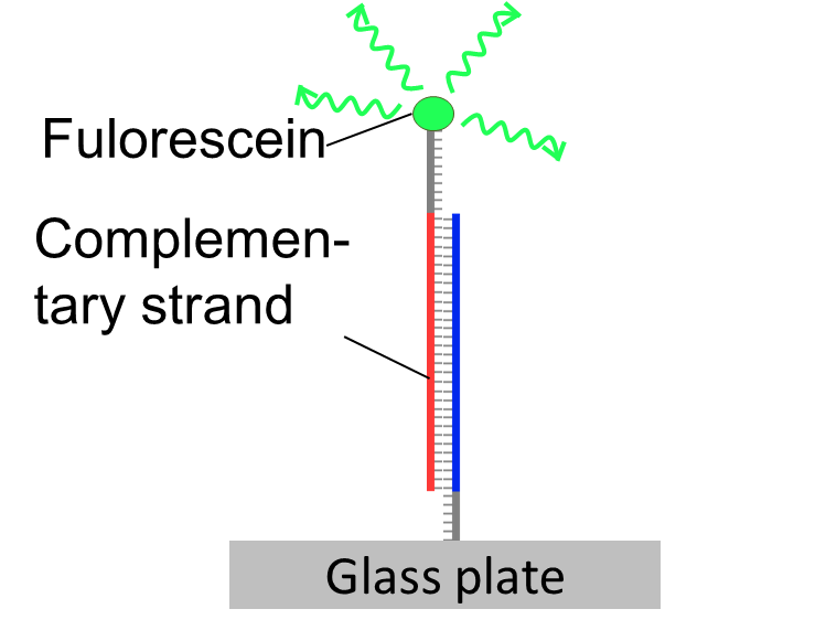 File:Biomod2011 Team Tokyo 111030Biomod hybridization-Fl-DNA.png