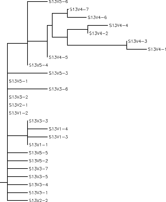 Subject 13 Rooted Tree
