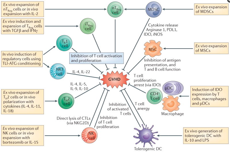 T cell differentiation, and potential target for therapeutics [3]