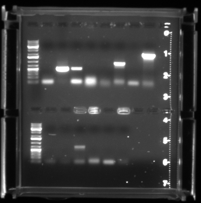 File:PCR 20100318 3sec.jpg