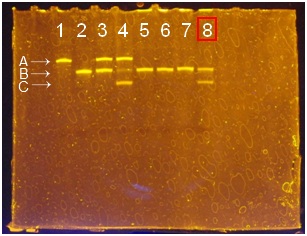 Figure1.the result of PAGE of φ200 nm polystyrene beads using NHS and EDC.