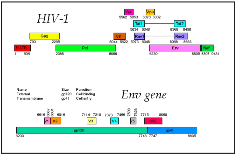 File:HIV-1 genome schematic afS20.png