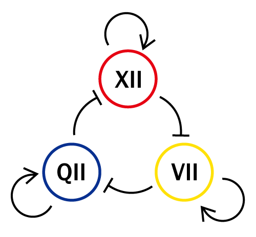 Clockwise Cycle of the States