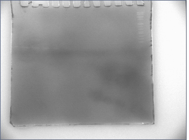 File:20060802 silver.jpg