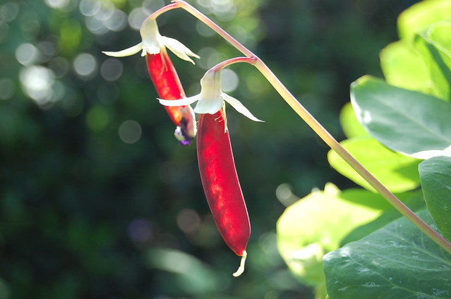 File:4341465990 b200b03400 z.jpg