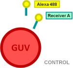 File:BM12 nanosaurs Alexa labeled DNA oligonucleoides as target species CONTROL s.png