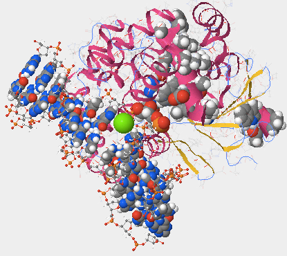 A picture of helices 1 and 16 in the hOGG1 protein.