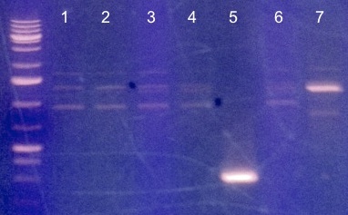 File:KAH030713 gel1.jpg