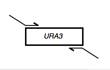 File:Macintosh HD-Users-nkuldell-Desktop-URA3primerdesign.png