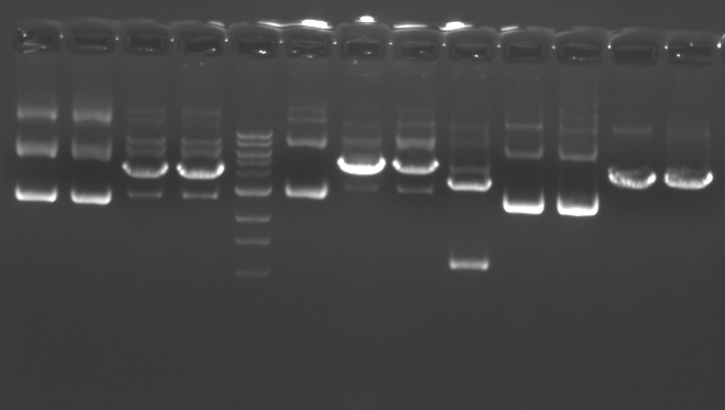 sample diagnostic digest using BamHI and XhoI, M1D6(F08)