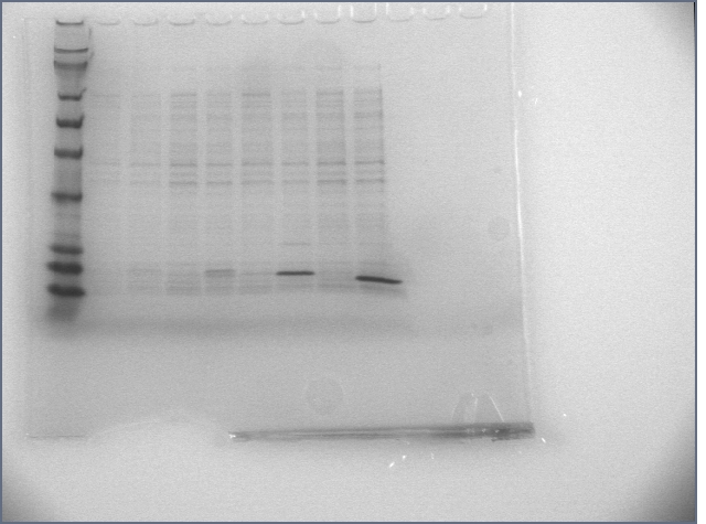 File:6-22-07 overexpression gel.jpg