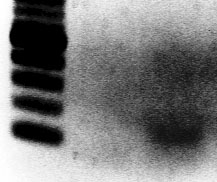 File:Gid 2009-11-16 13hr 25min.jpg