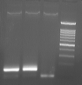 File:PKU Switch 07-6-7 SD1&2&3 30m.gif