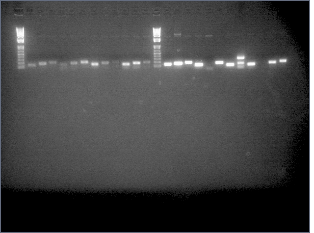 File:AmiRNA stich2 stage1.jpg