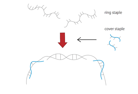 File:Design ring structure1.png