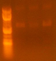 File:JCA032410gel2.jpg