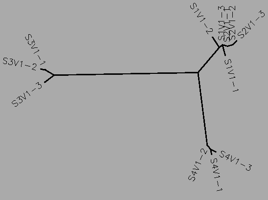 Unrooted tree of HIV-1 viral strains for subjects 1,2,3 and 4 for visit 1