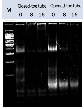 File:Kaseiresult fig1-3.jpg