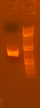 File:306 analytical gel after soeing pcr.jpg