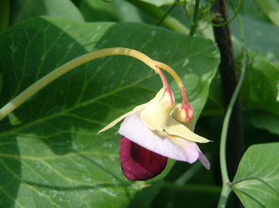 File:2983743119 852067e84d o.jpg