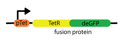 negatively autoregulated linear circuit
