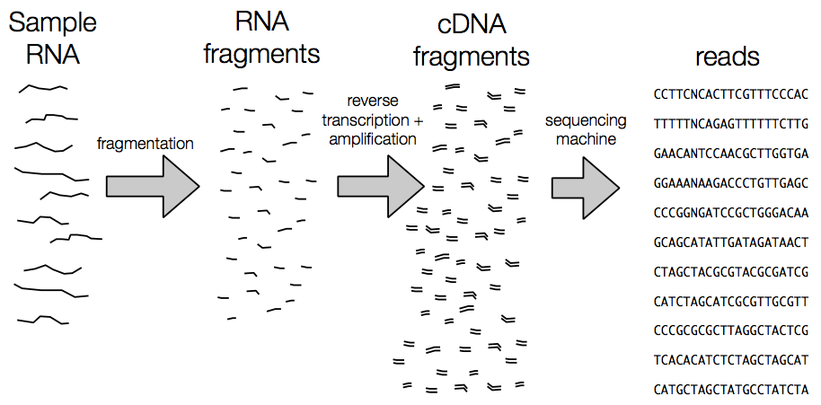 Steps of RNA-seq experiment