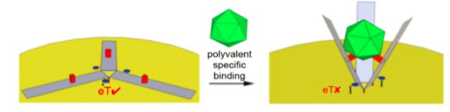 Figure 1. Our virus sensor design. Our D.O. claw (gray) is attached to a gold surface and would bind viruses (green).
