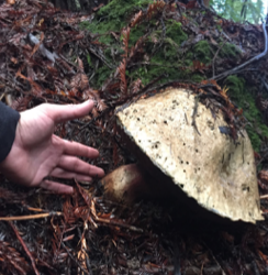 A very large mushroom, deep within a forest.