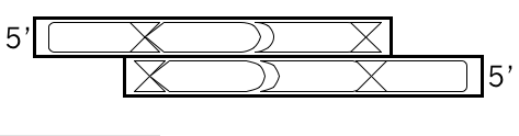 schematic for oligonucleotide pair