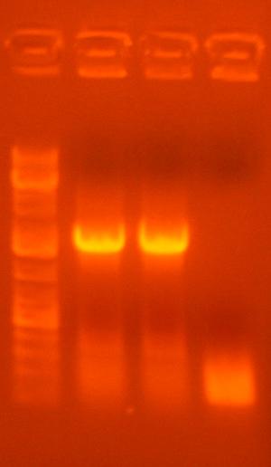 File:6-28 colpcr ig318.jpg