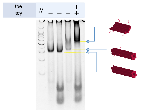 File:K,Figure 1 1.png
