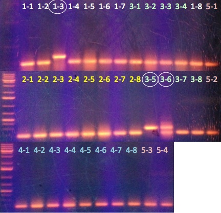 File:KAH041513 gel1.jpg