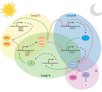 File:Clock model AR.png