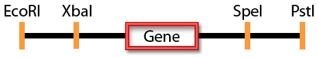 File:Gene.bmp