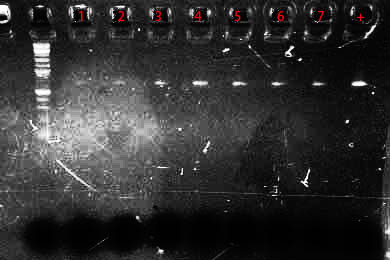 File:26mar10 LCO HCO.jpg