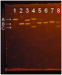 Figure2.the result of PAGE of φ200 nm polystyrene beads using NHS and EDC.