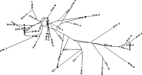 Subject 7 Unrooted Tree